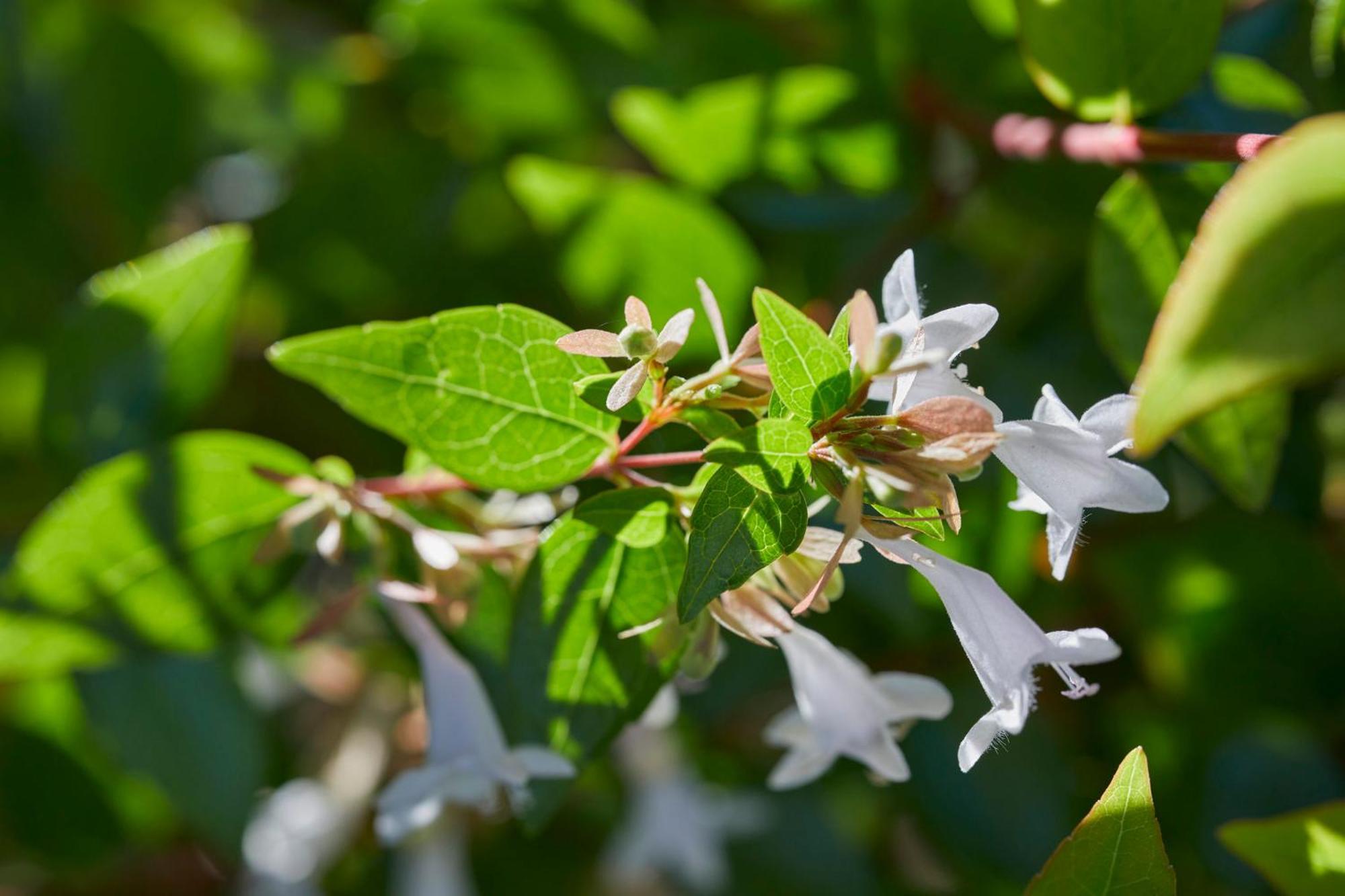Mandarin Oriental, Santiago Hotel Kültér fotó Flowering honeysuckle
